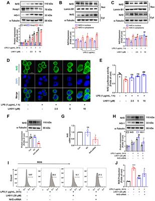 Trypsin inhibitor LH011 inhibited DSS-induced mice colitis via alleviating inflammation and oxidative stress